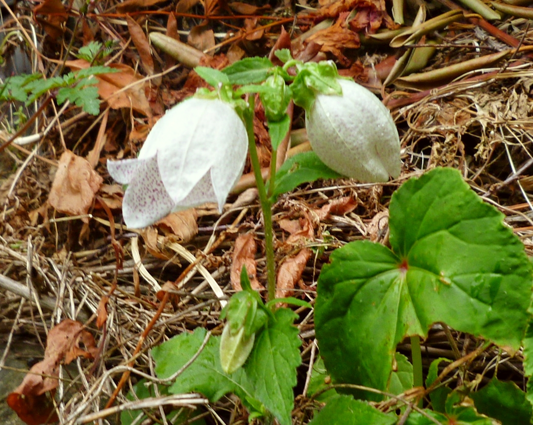 ヤマホタルブクロ 白い花