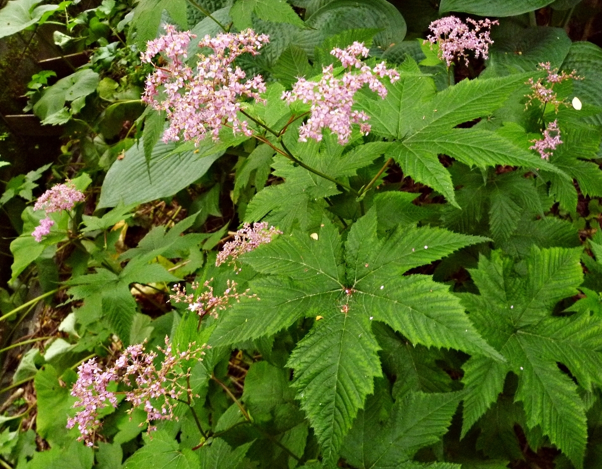 アジサイ 紫陽花 濃いピンク