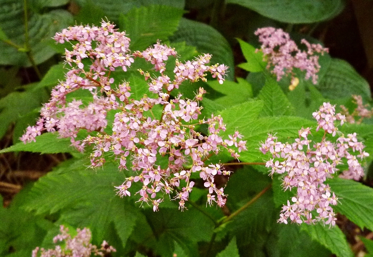 アジサイ 紫陽花 濃いピンク