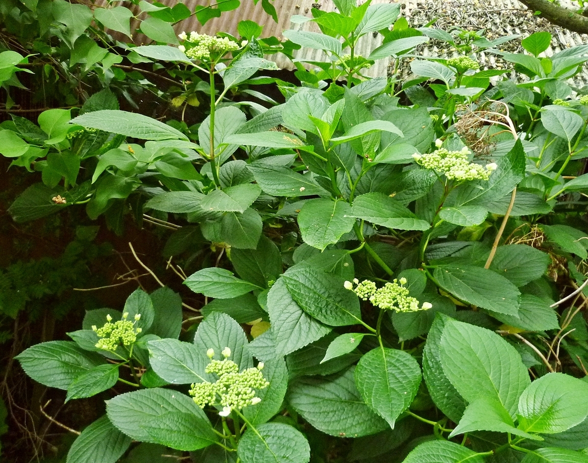 ガクアジサイのつぼみ 蕾 裏庭