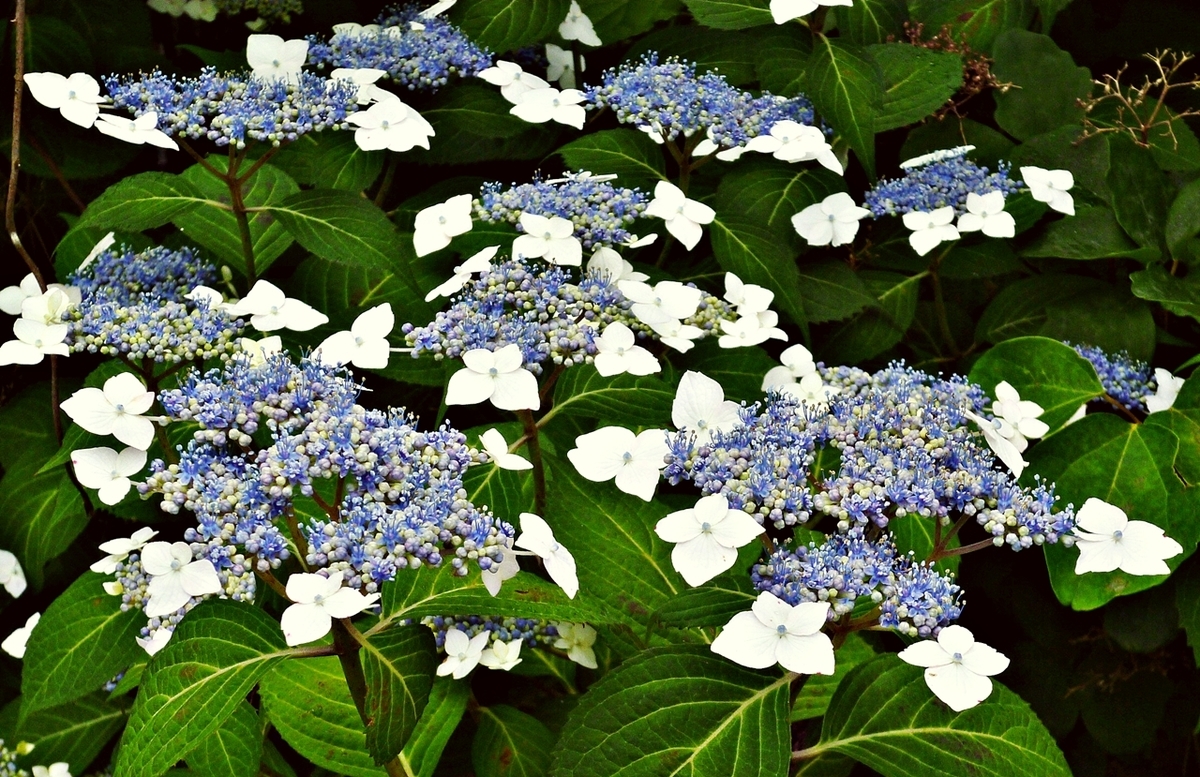 ガクアジサイ 青 紺 紫 花