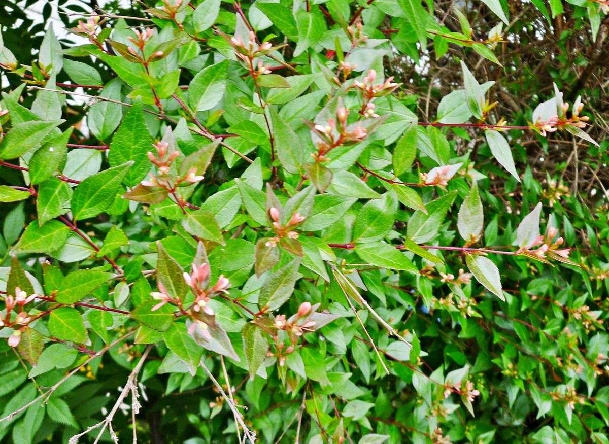 赤っぽいつぼみ 蕾