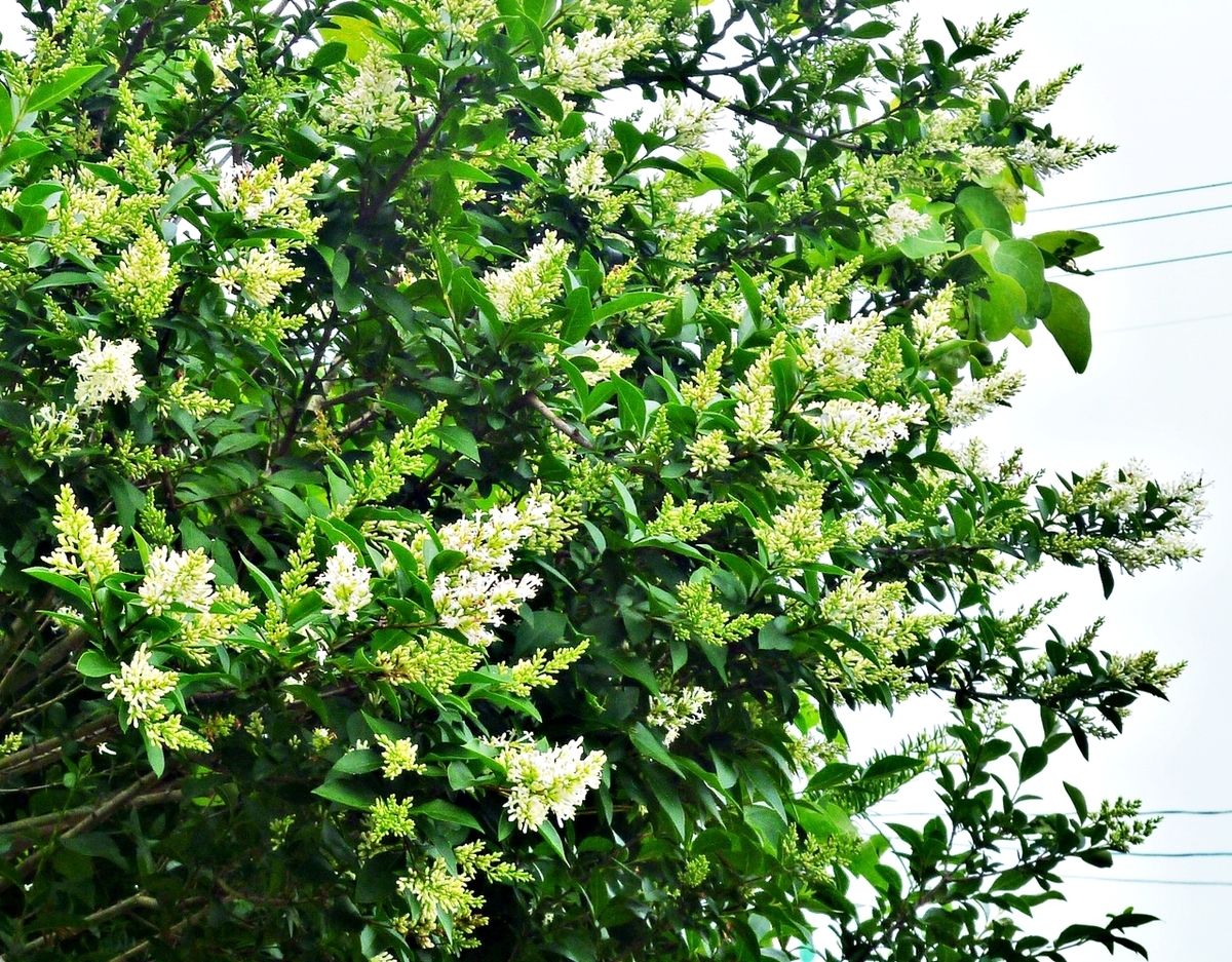 高い木の白い花