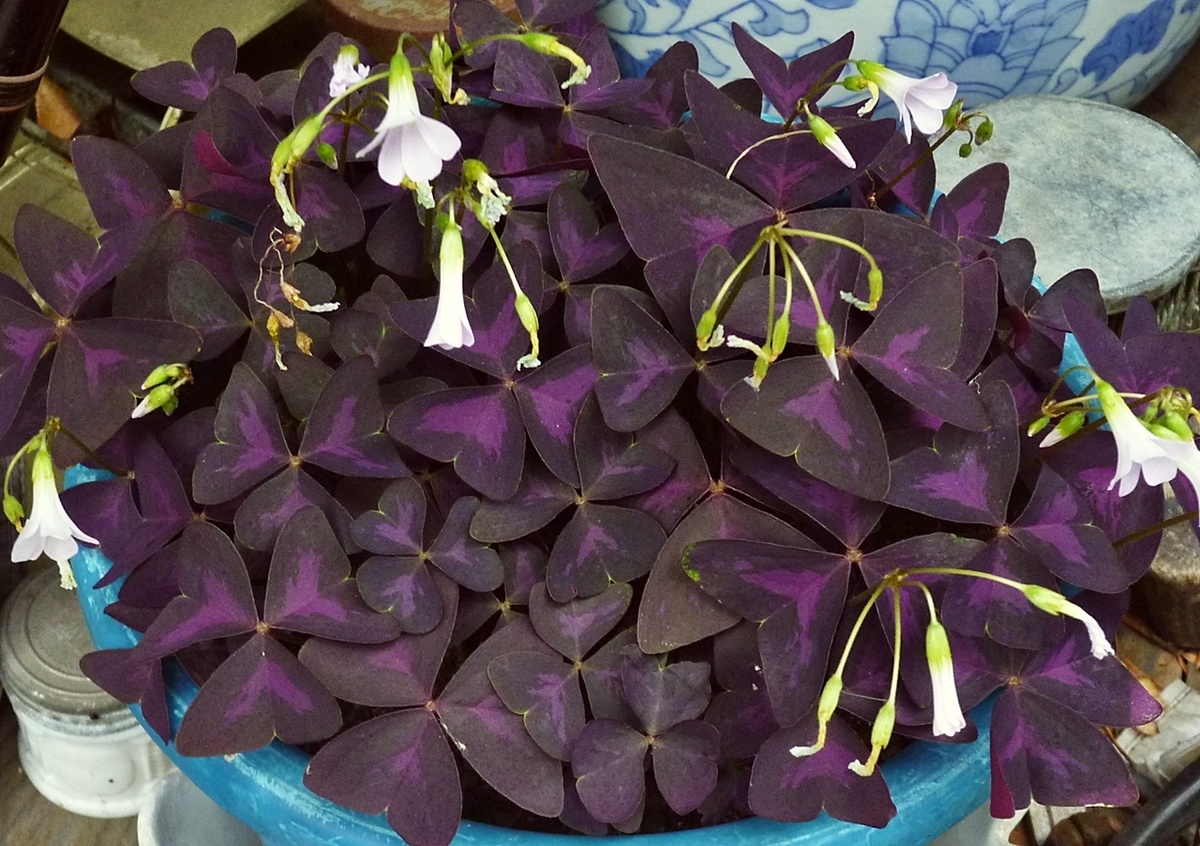 紫の葉の植物 ピンクの花