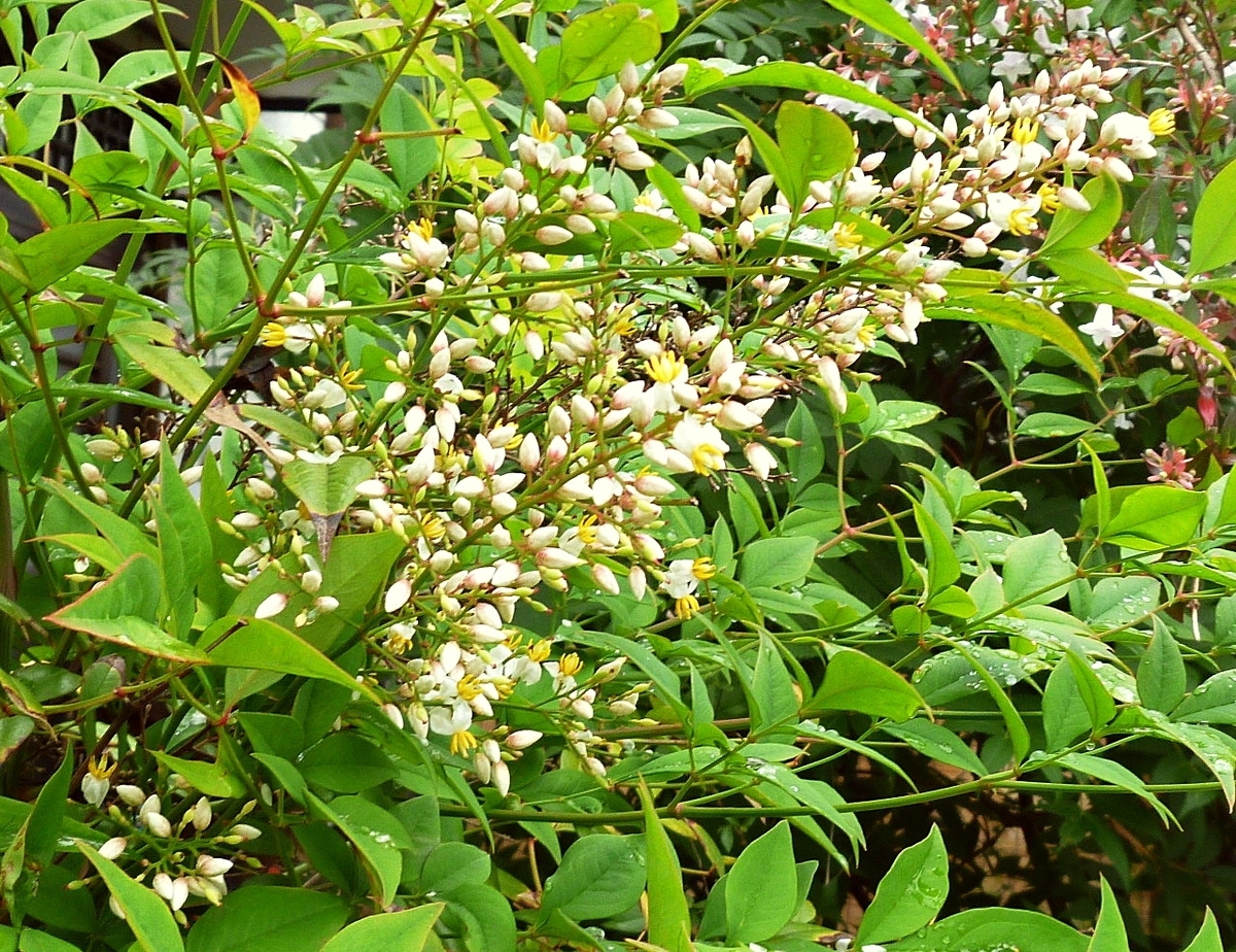 庭の木の黄色い花