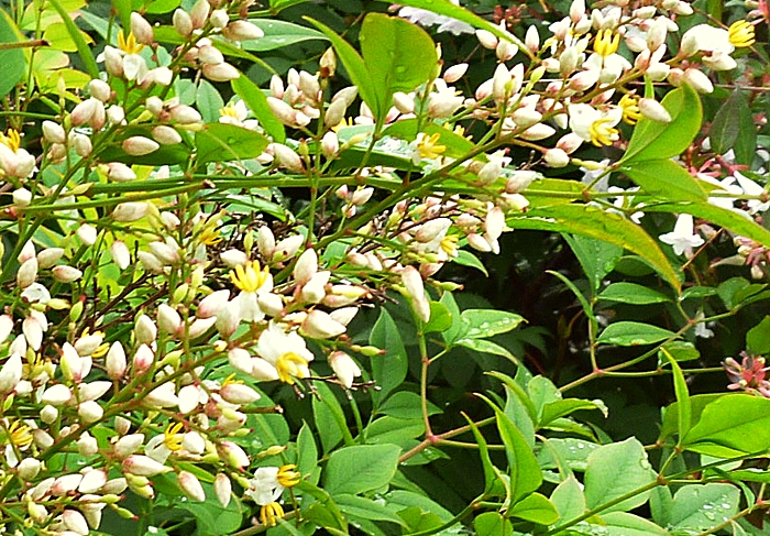 庭の木の黄色い花