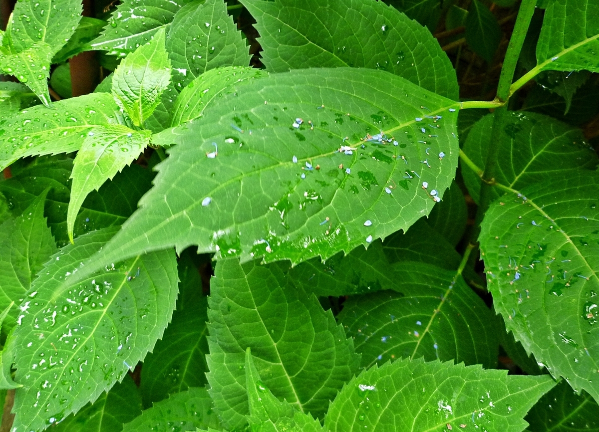 ガクアジサイの葉