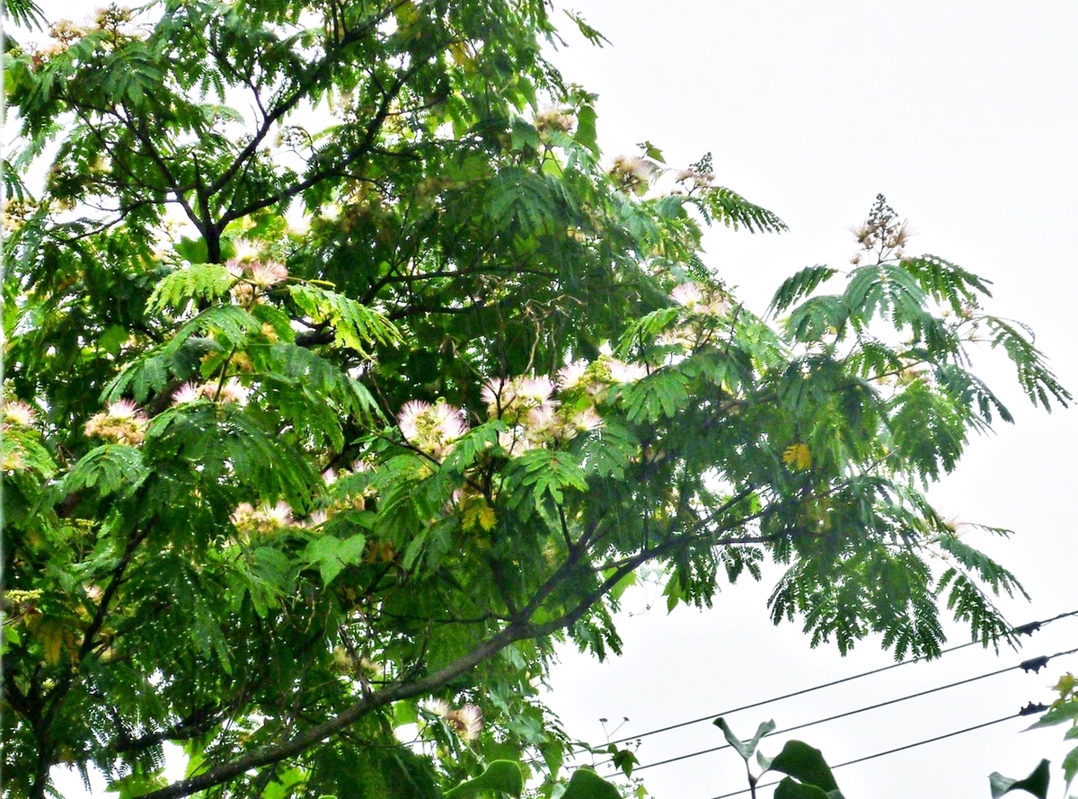 ネムノキの花