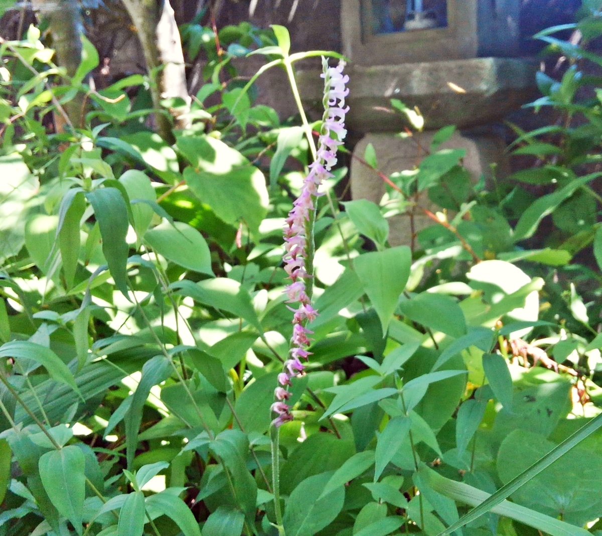 庭先のネジバナ