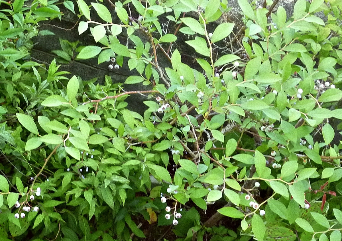 庭の白っぽい花 樹木