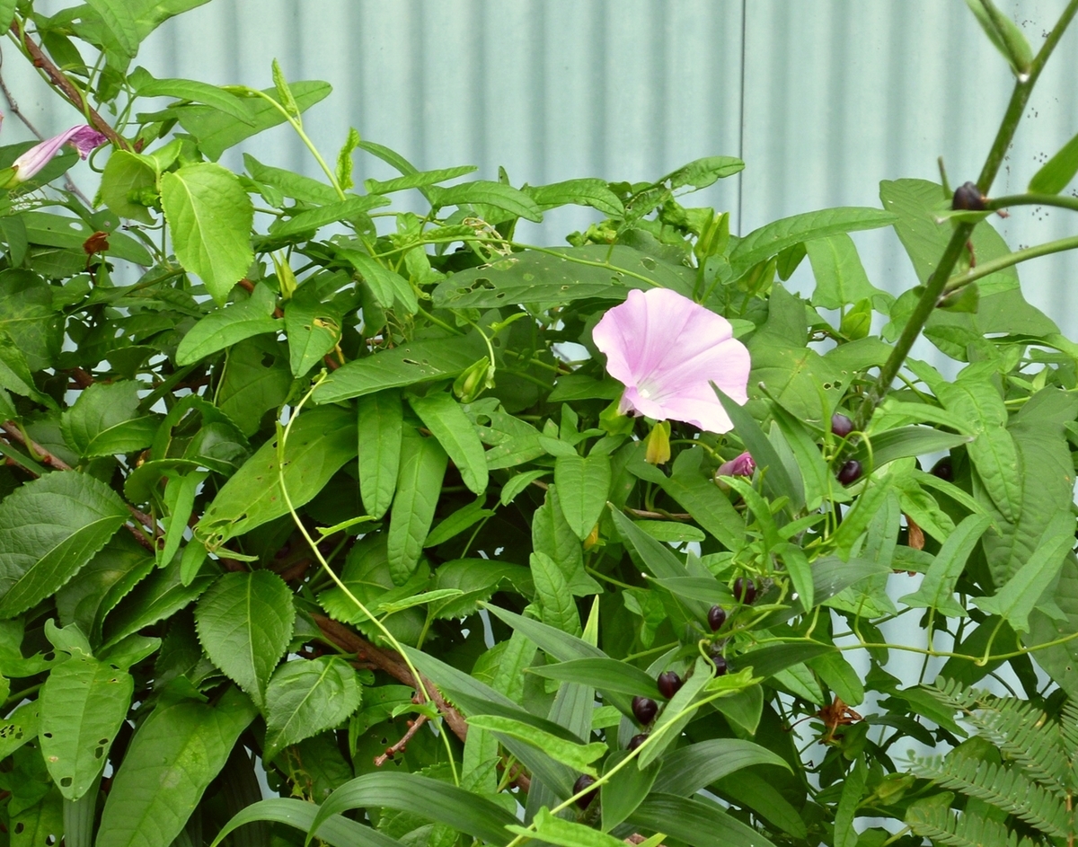 アサガオに似たピンクの花
