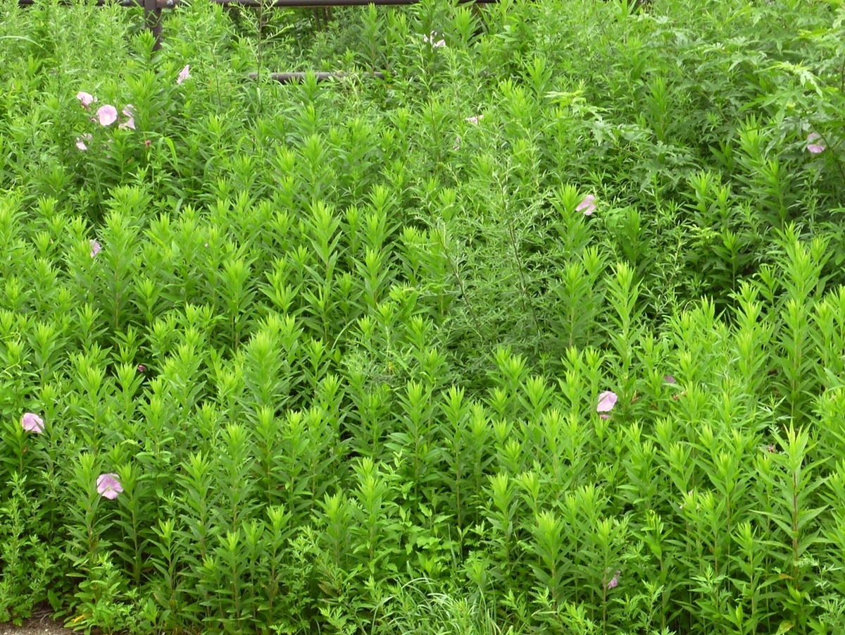 対岸の雑草