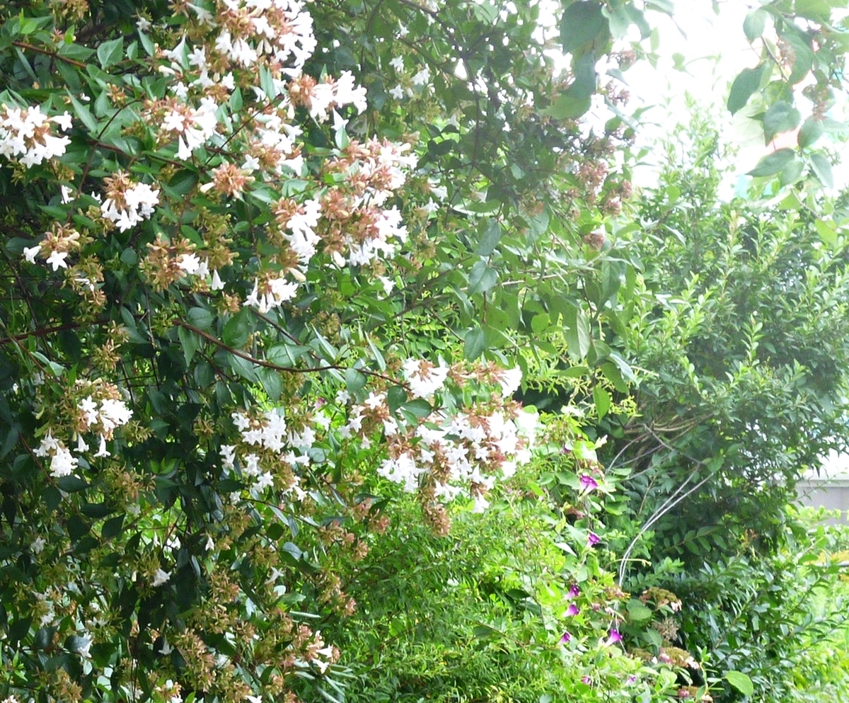 アベリアとアサガオ