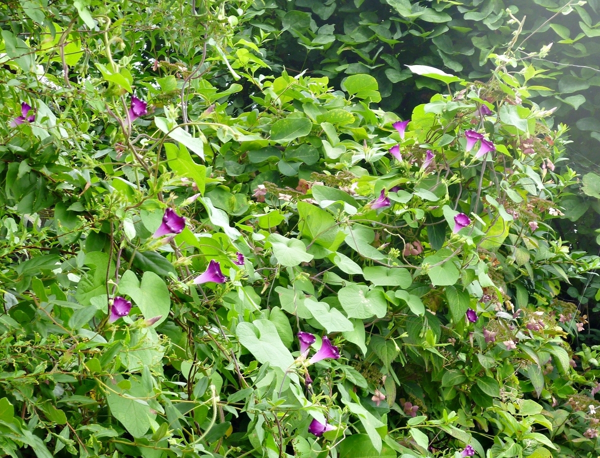 昼過ぎのアサガオ