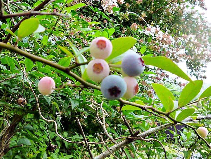 ブルーベリーの実