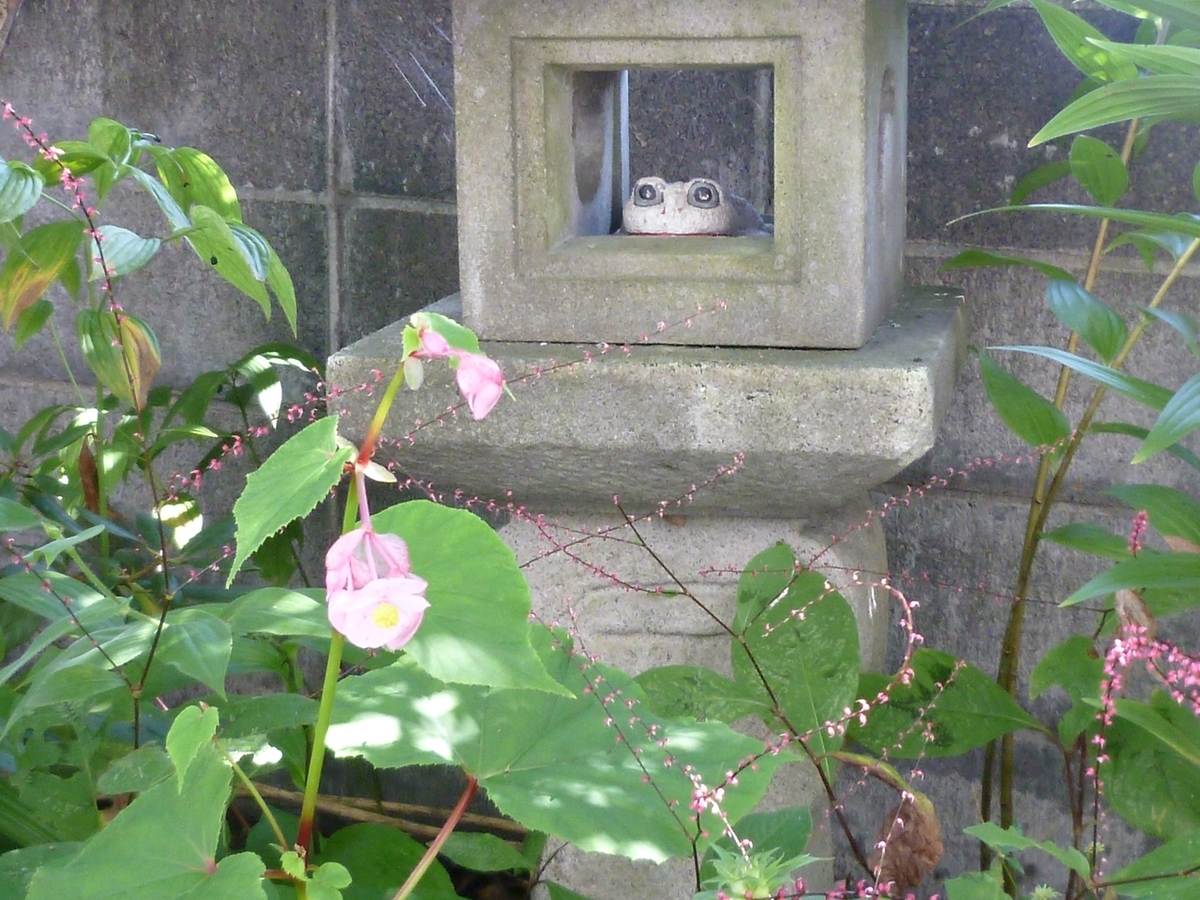 石灯篭のカエルとベコニアの花