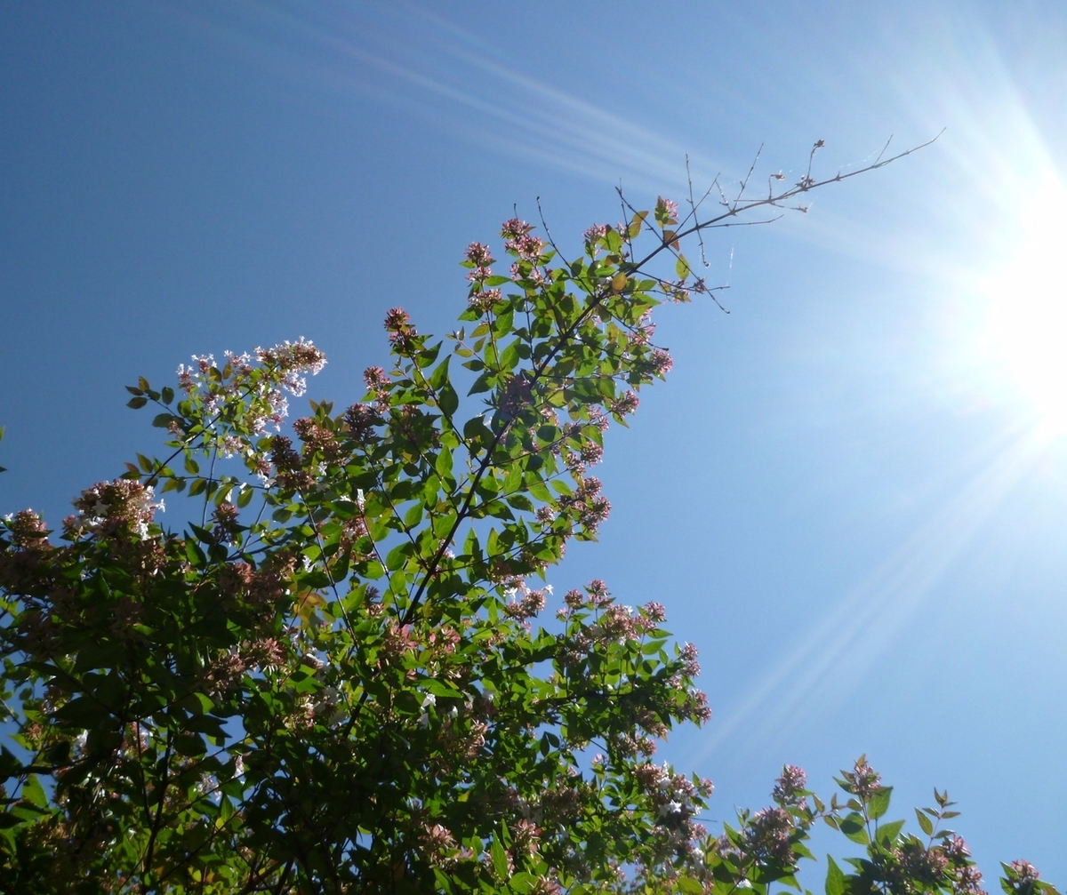 真上の空 庭の木と太陽