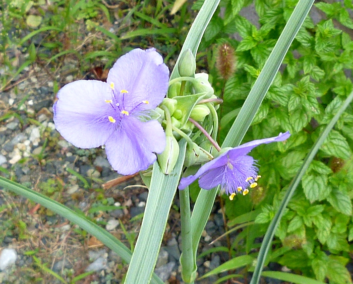 季節外れのツユムラサキ