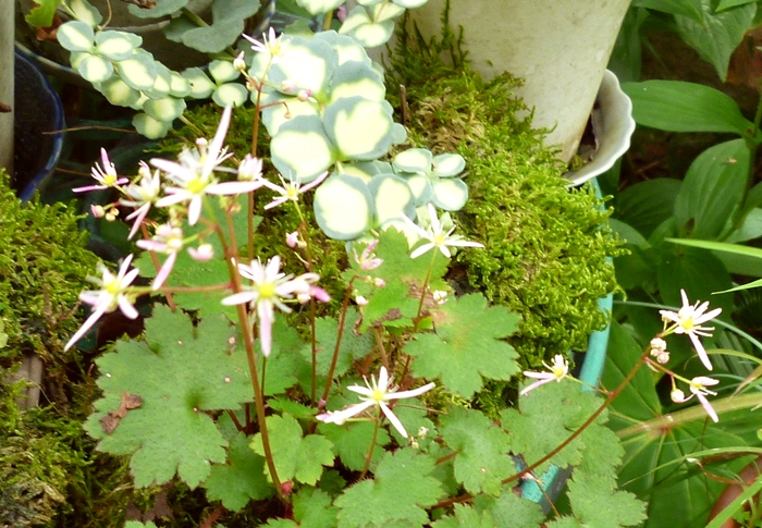 季節外れのユキノシタ