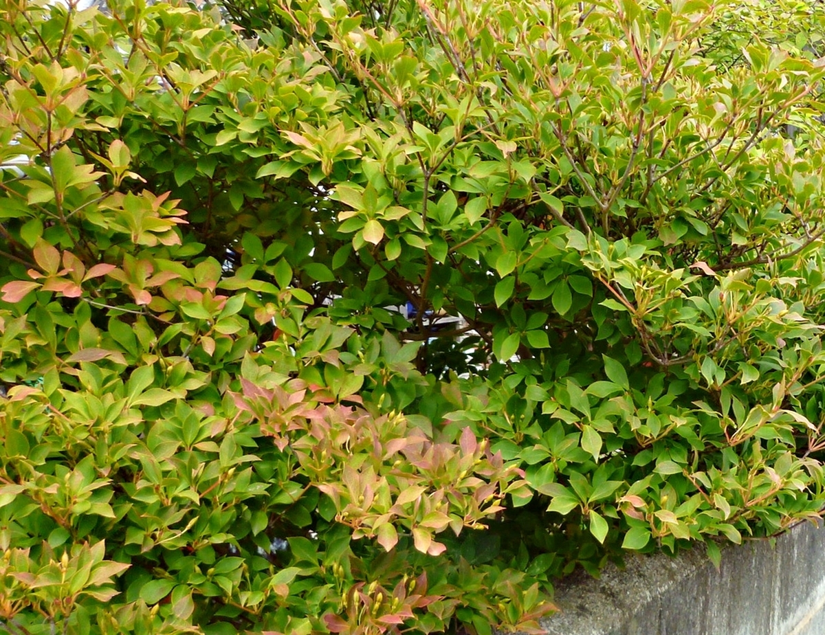 庭の紅葉 ドウダンツツジ