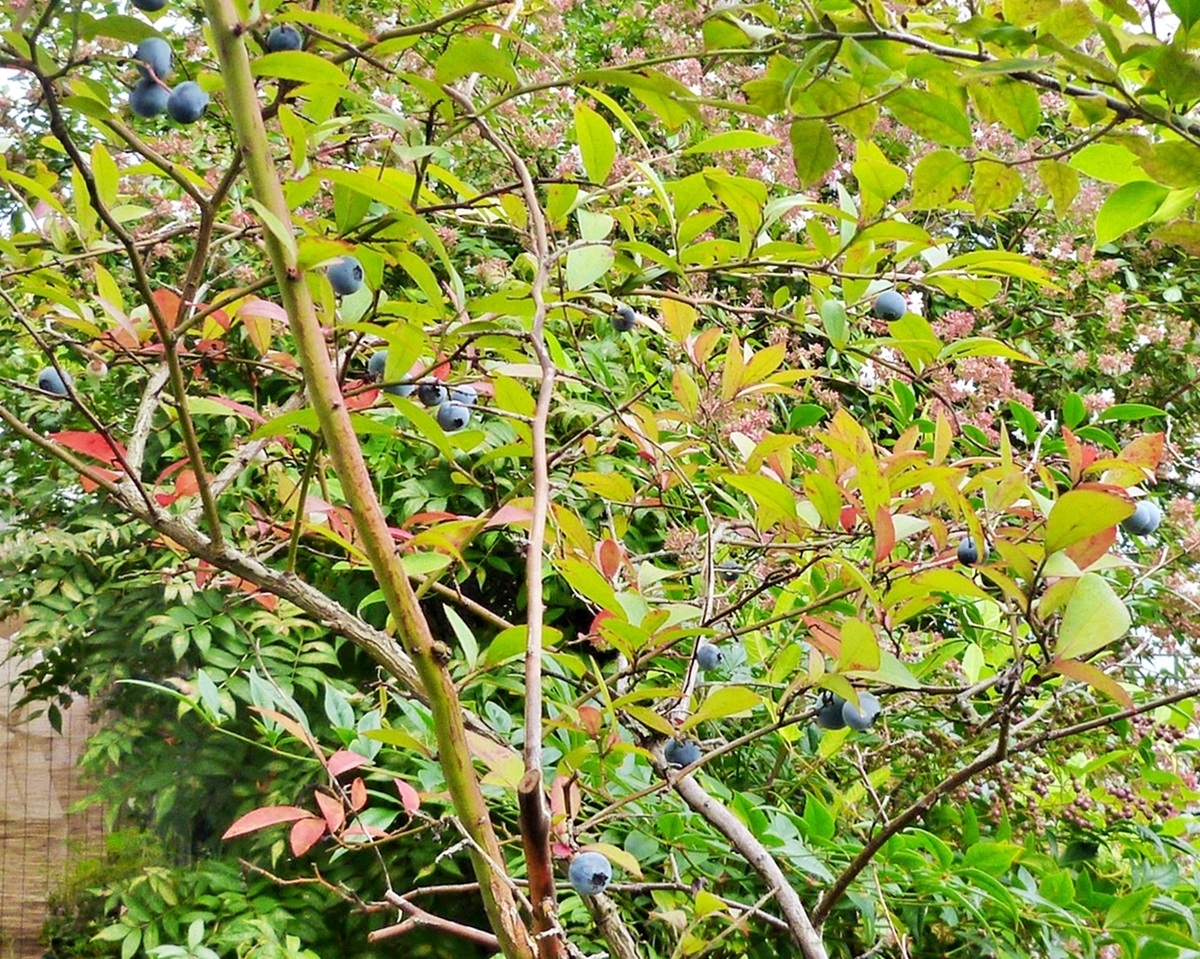 庭のブルーベリーの実と紅葉