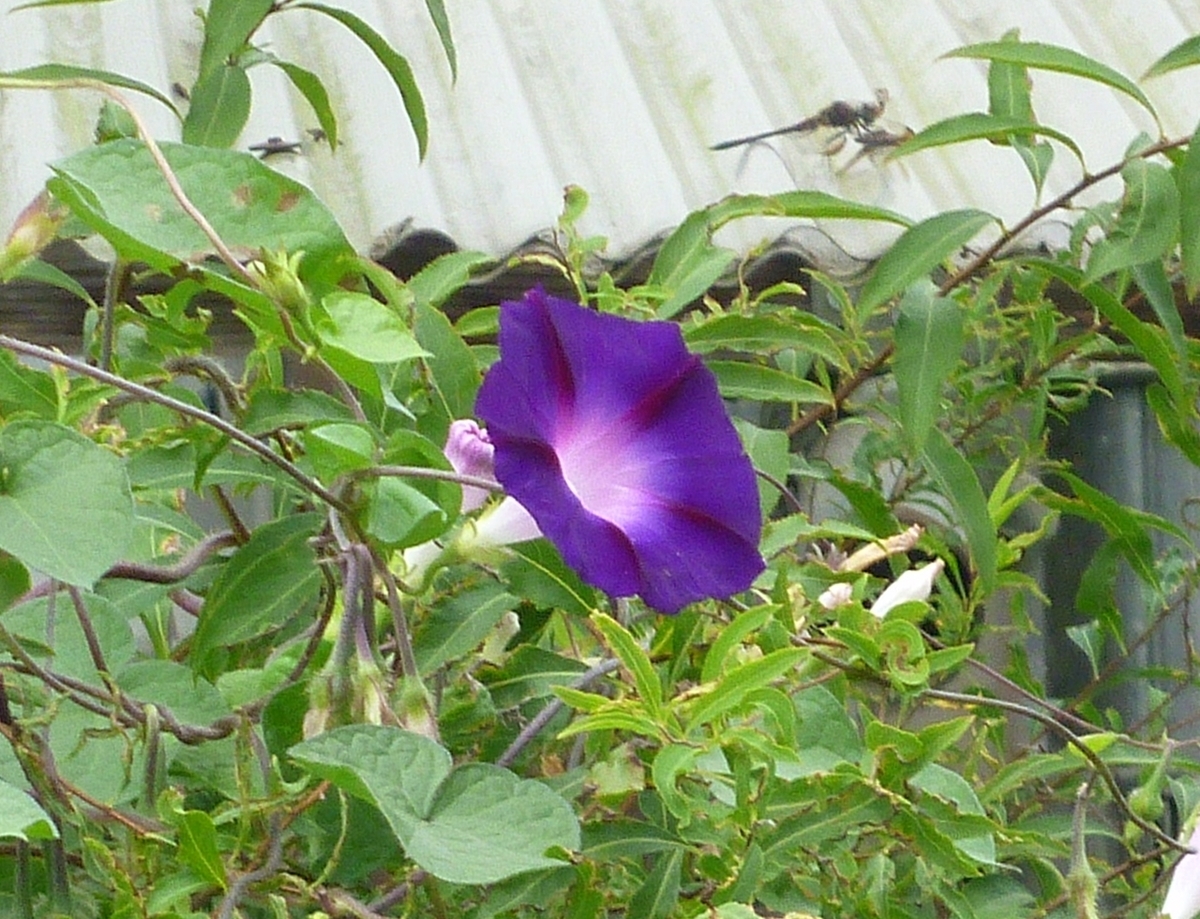 アサガオとトンボ