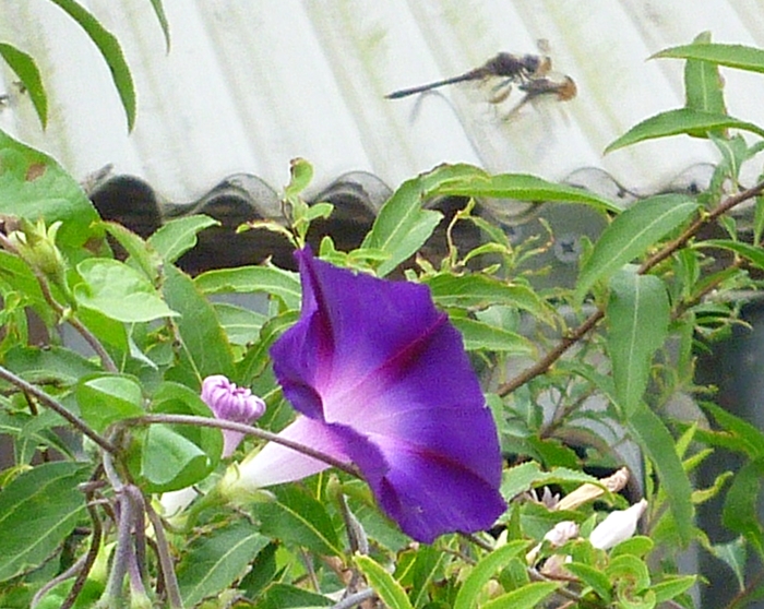 アサガオとトンボ