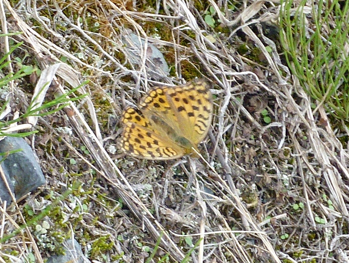 ギンボシヒョウモン オレンジ色の蝶