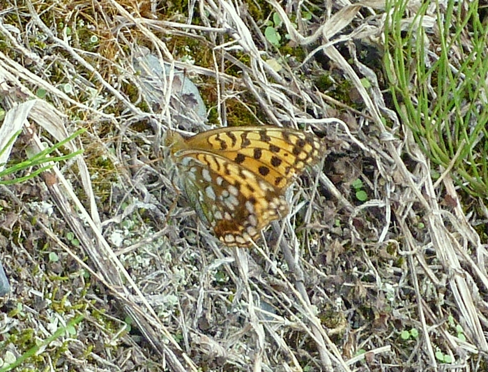 ギンボシヒョウモン オレンジ色の蝶