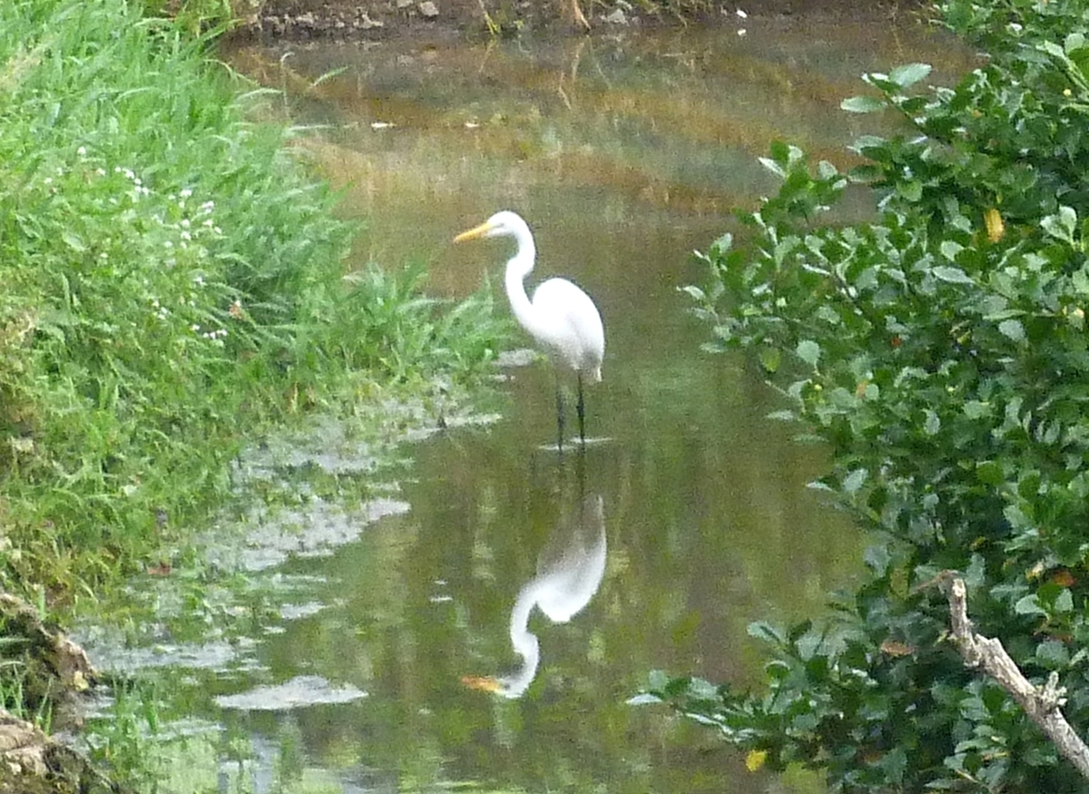シラサギ ダイサギ