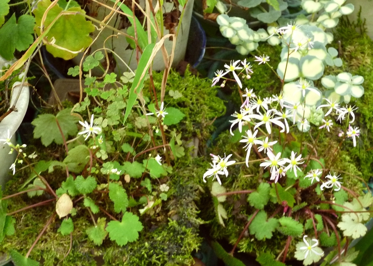 白とピンクのダイモンジソウ