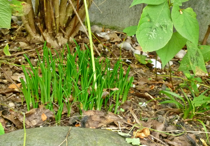 ベコニア除去後の庭地帯