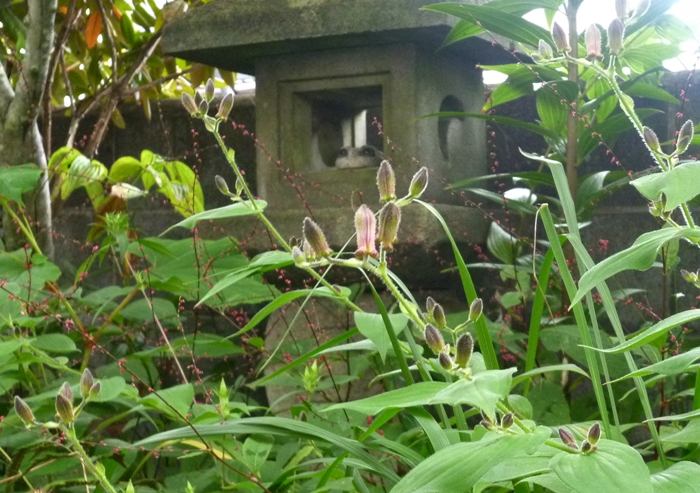 ホトトギスのつぼみ