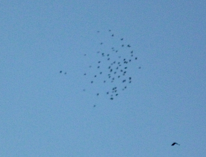 ムクドリの群れ