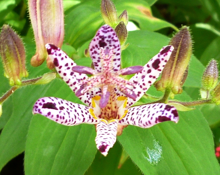 庭のホトトギスの花