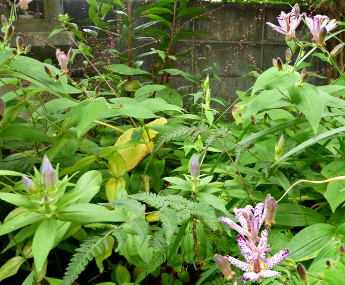 ホトトギスの花と紫色のつぼみ