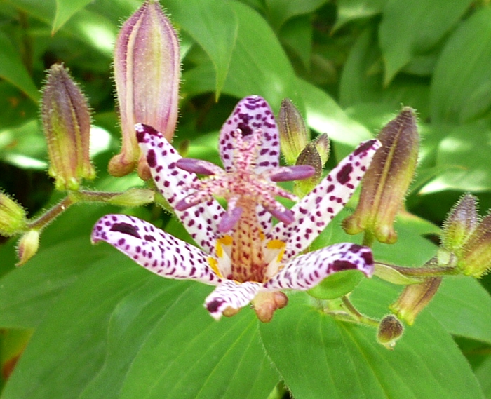 庭のホトトギスの花