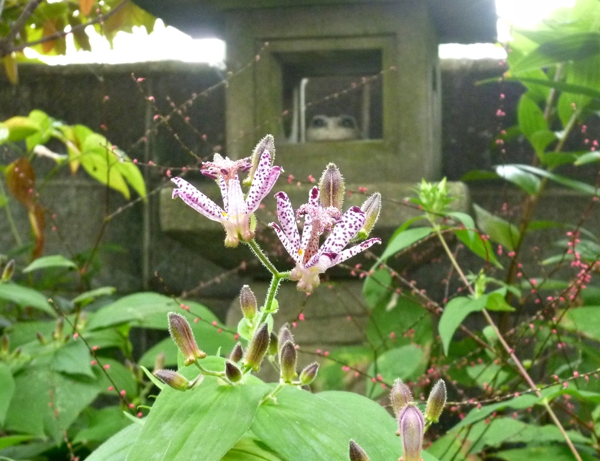 ホトトギスの花と石灯篭 庭先