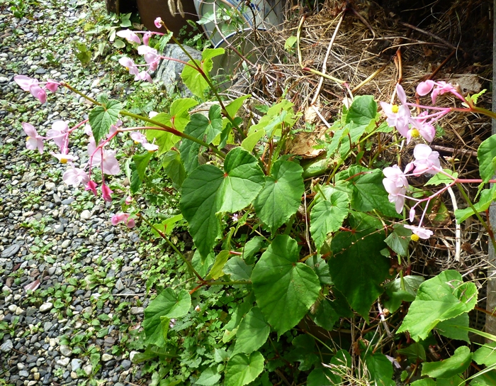 ホトトギスの花