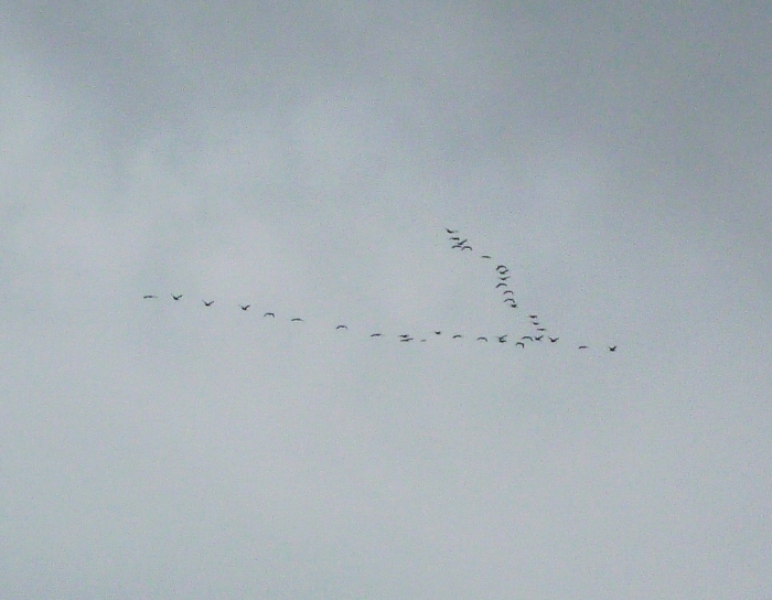 南下する渡り鳥の群れ マガン？