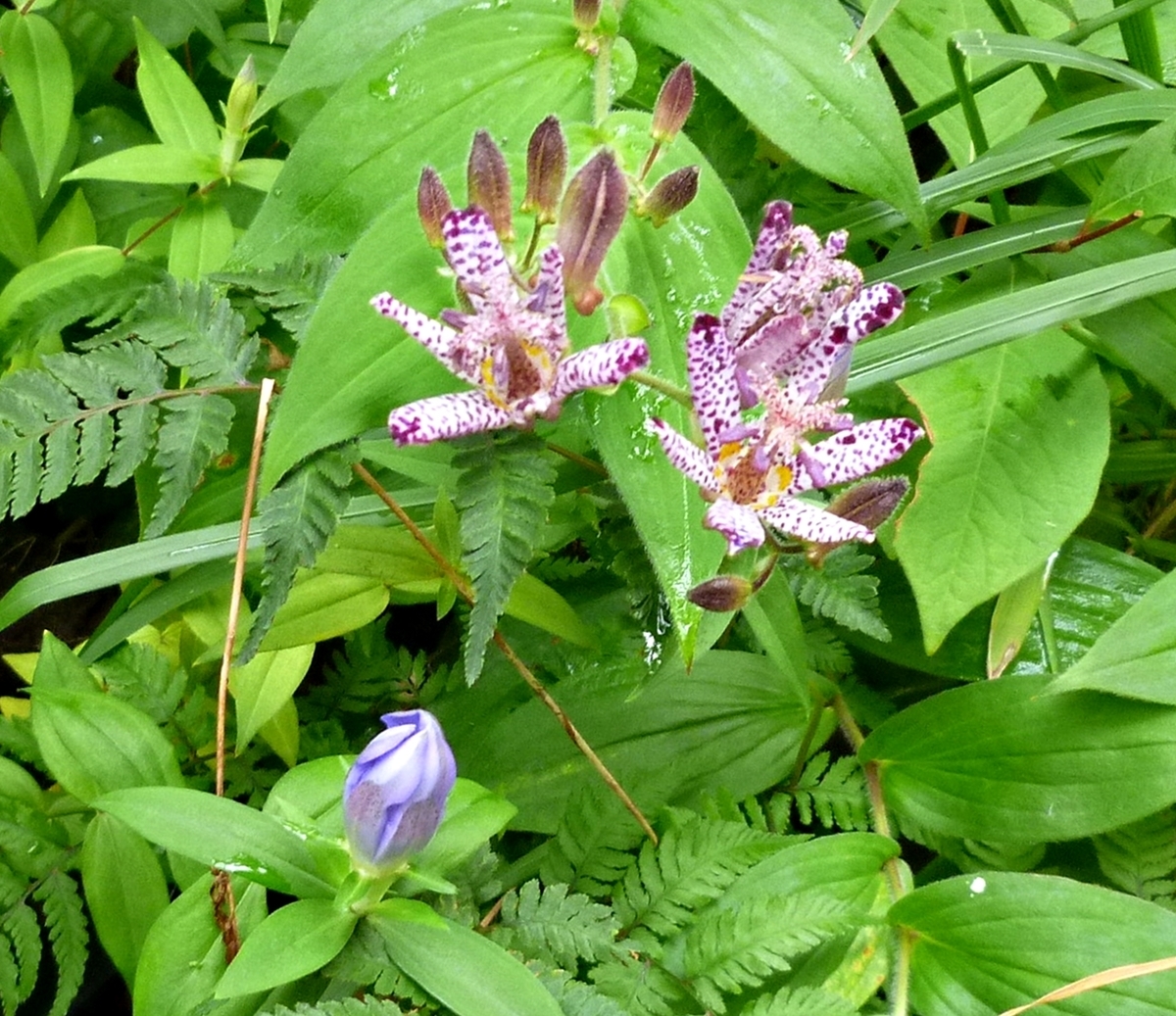 ホトトギスの花と紫色のつぼみ