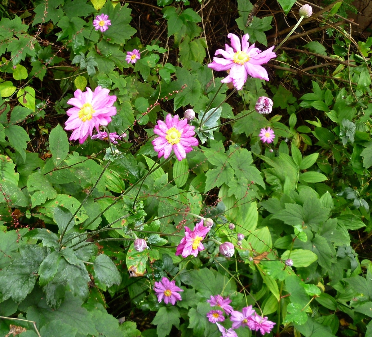 裏庭のシュウメイギク