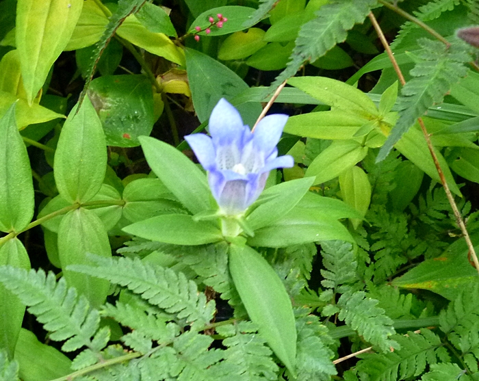 リンドウの花