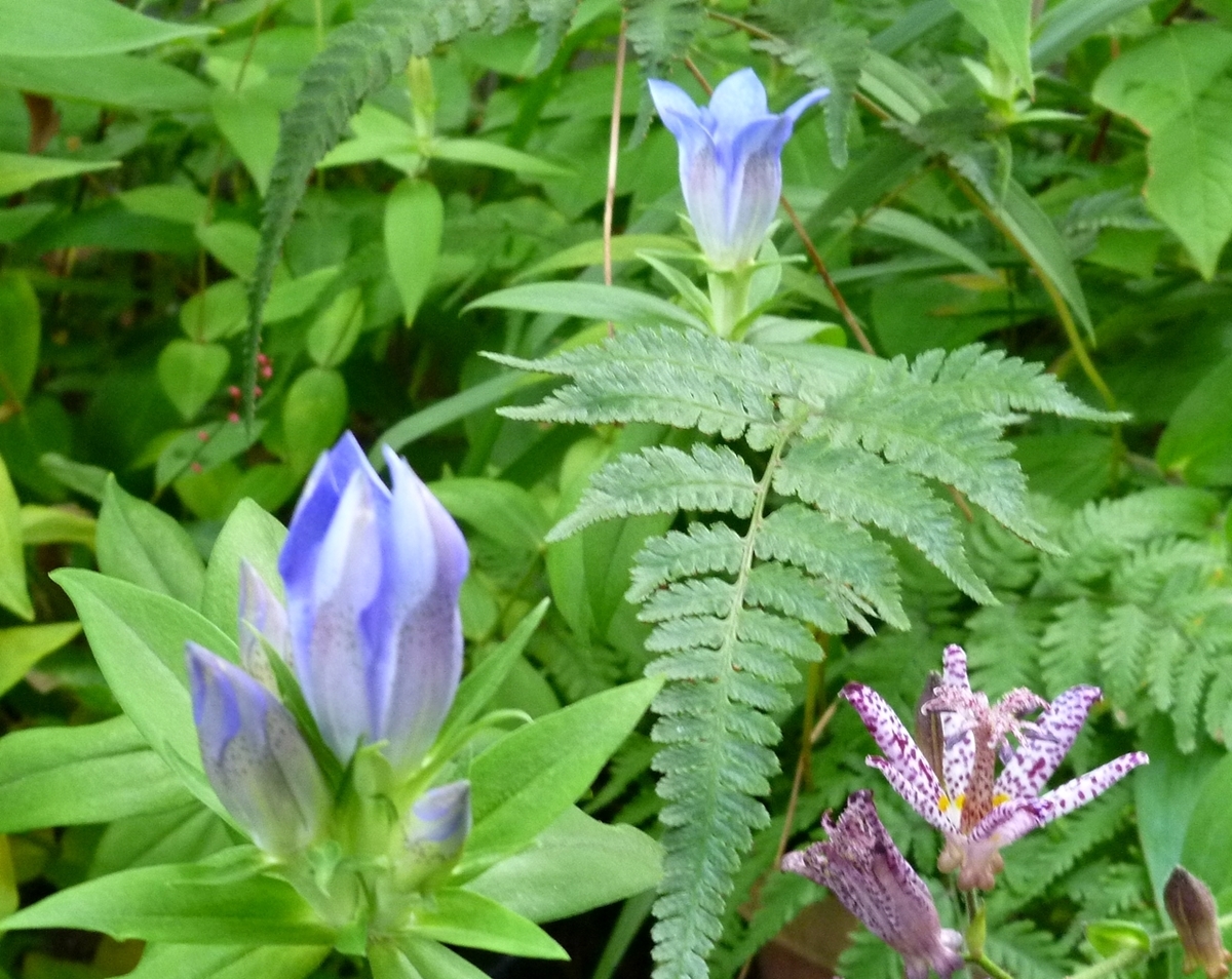 リンドウとホトトギスの花