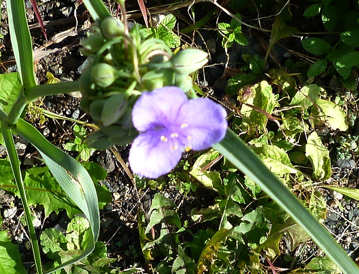 ツユムラサキの花