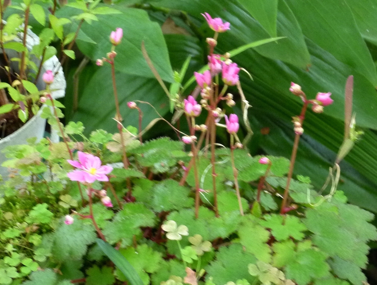 赤い小さな花