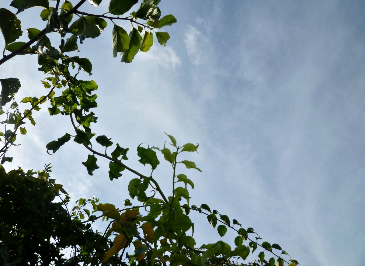 庭の枝と空