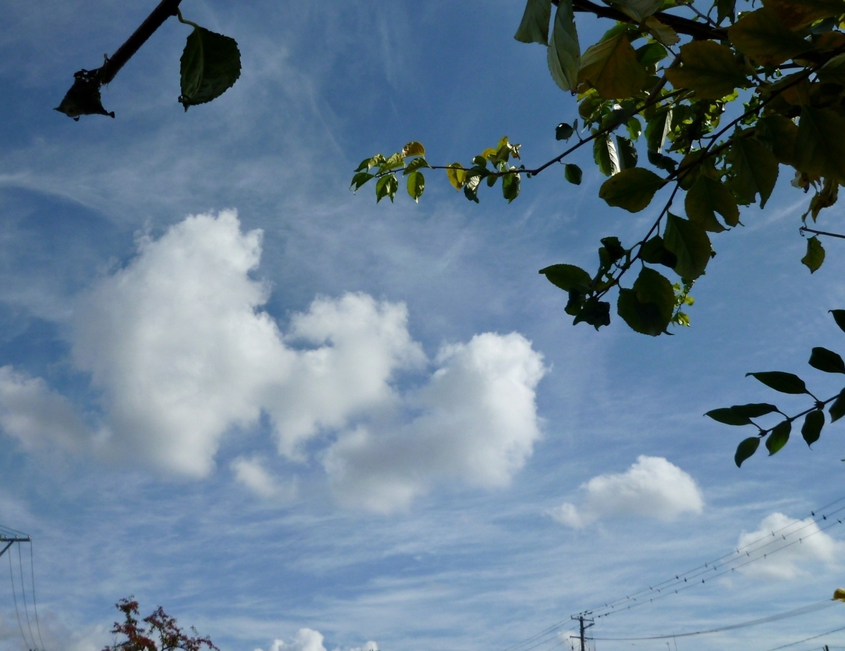 青空と雲と枝