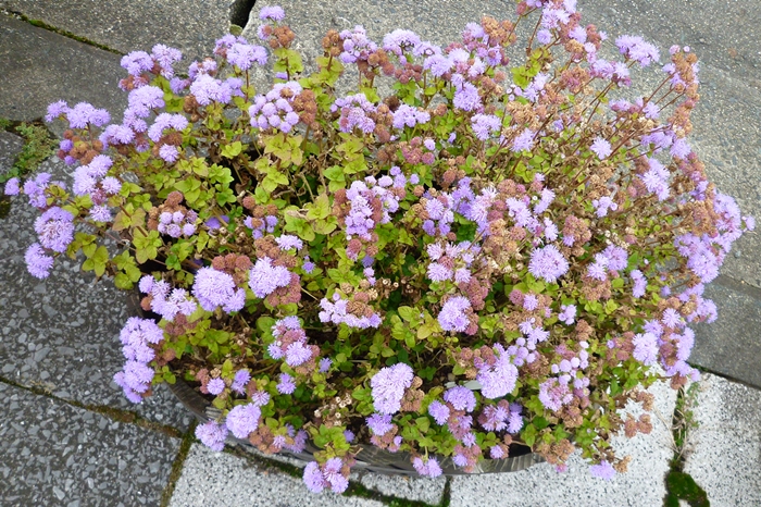 市役所の道路沿いの花