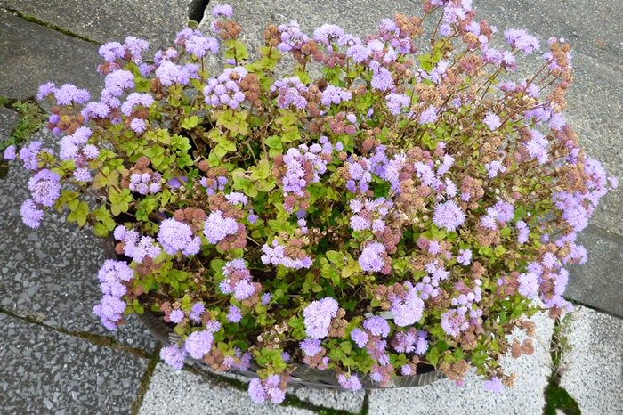 市役所の道路沿いの花